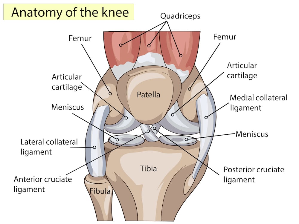 Anatomy. Knee Joint Cross Section Showing the major parts which made the knee joint For Basic Medical Education Also for clinics