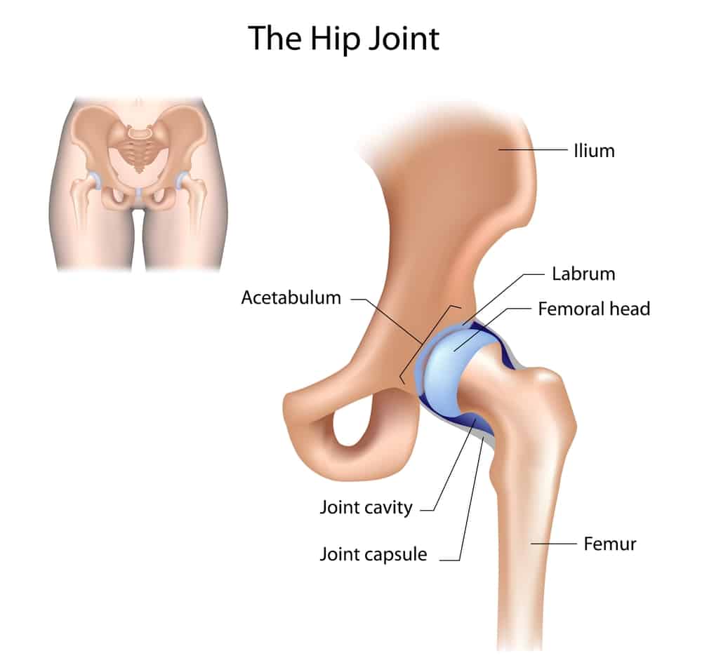 Diagram of the hip joint